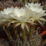 Echinopsis ancistrophora kratochviliana JLcoll.1470.JPG